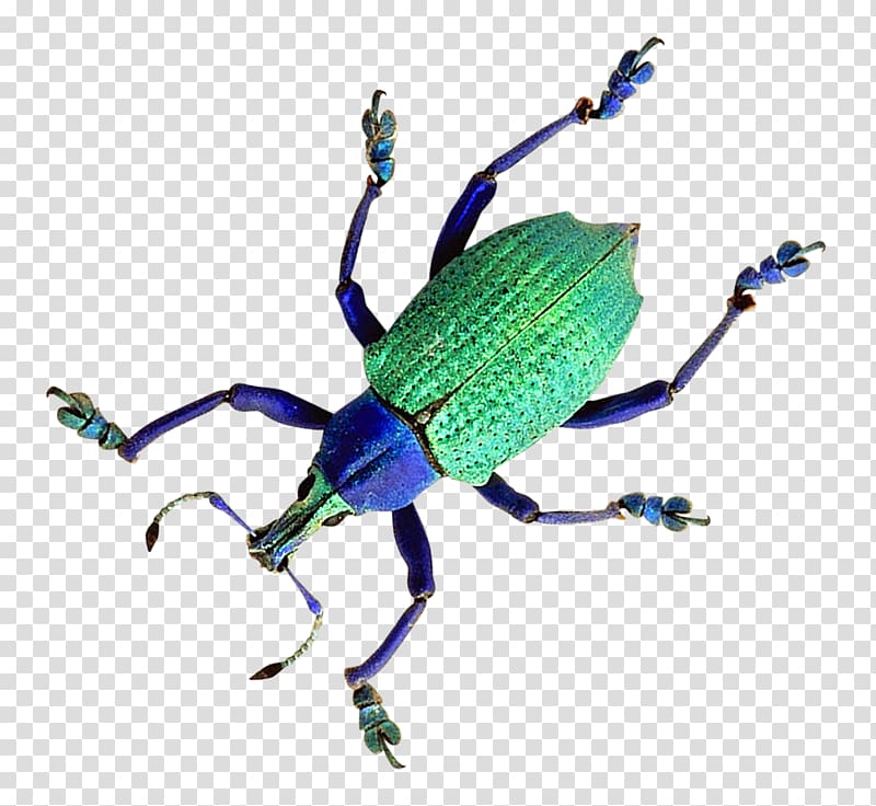 Beetle Weevil, Beetle transparent background PNG clipart