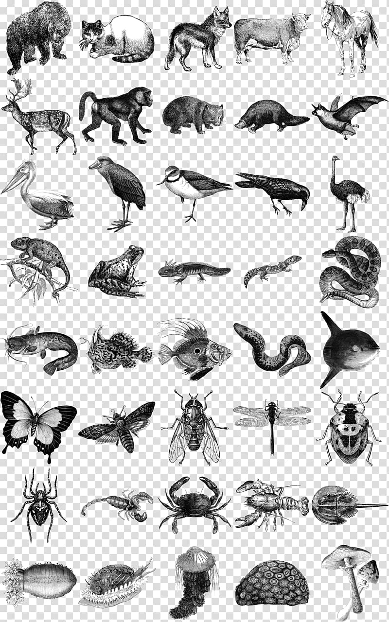 Honey bee Animals: 1,419 Copyright-Free Illustrations of Mammals, Birds, Fish, Insects, Etc Animals: 1,419 Copyright-Free Illustrations of Mammals, Birds, Fish, Insects, Etc, sea cucumber transparent background PNG clipart