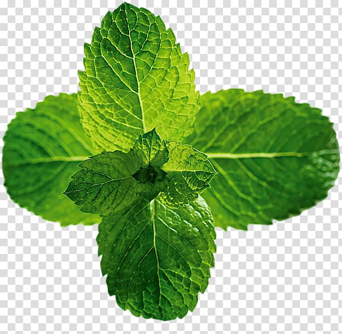 Peppermint Beefsteak plant Menthol Mints Mentha spicata, Leaf transparent background PNG clipart