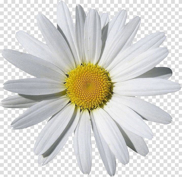 Chamomile , Camomile transparent background PNG clipart