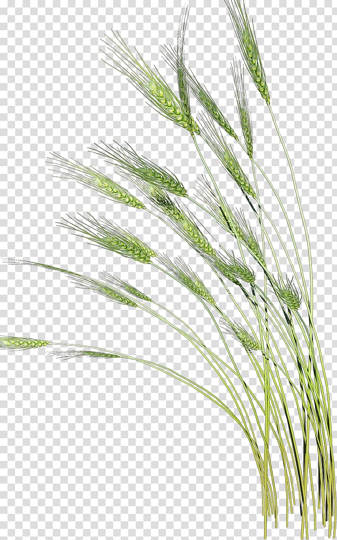 green grass , Vaisakhi, Barley wheat transparent background PNG clipart