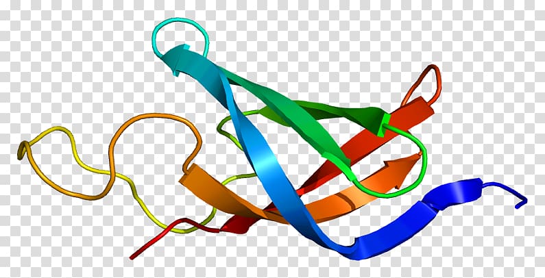 RNA polymerase DNA-binding protein Y box binding protein 1 Gene, Nucleic Acid Sequence transparent background PNG clipart
