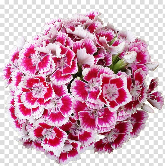 Cut flowers Carnation, flower transparent background PNG clipart