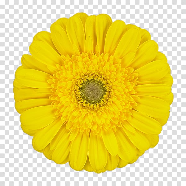 Yellow Transvaal daisy Color Red White, limon transparent background PNG clipart