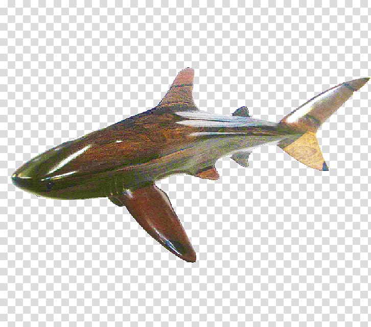 Squaliform sharks Whale shark Blacktip shark Bull shark Cetacea, Whale shark transparent background PNG clipart