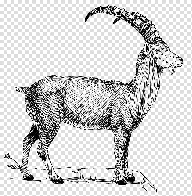 Goat Alpine ibex , goats transparent background PNG clipart