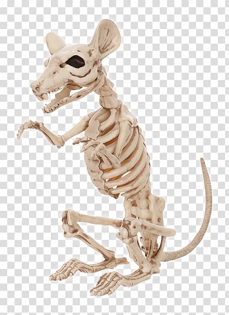 Rat Human skeleton Rodent Bone, animal bones transparent background PNG clipart