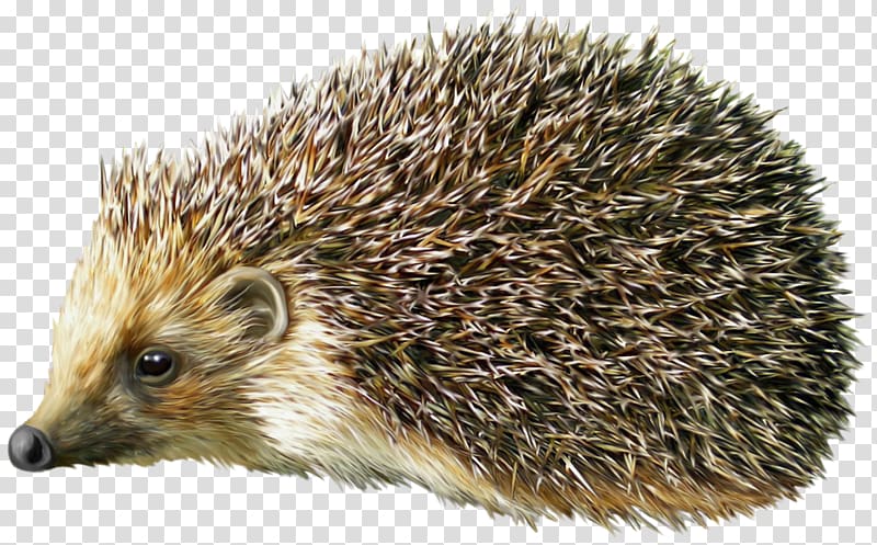 Hedgehog transparent background PNG clipart