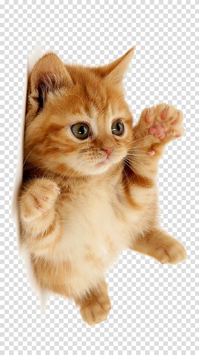 orange tabby kitten, Cute cat transparent background PNG clipart