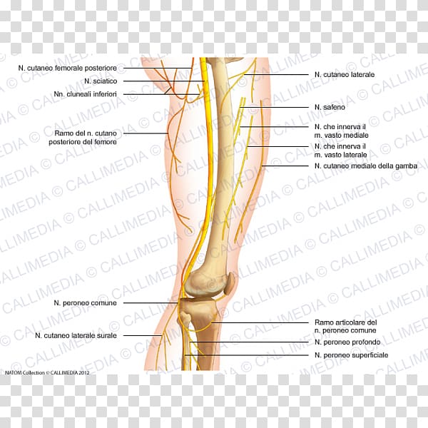 Thumb Common peroneal nerve Knee Femoral nerve, Chino transparent background PNG clipart