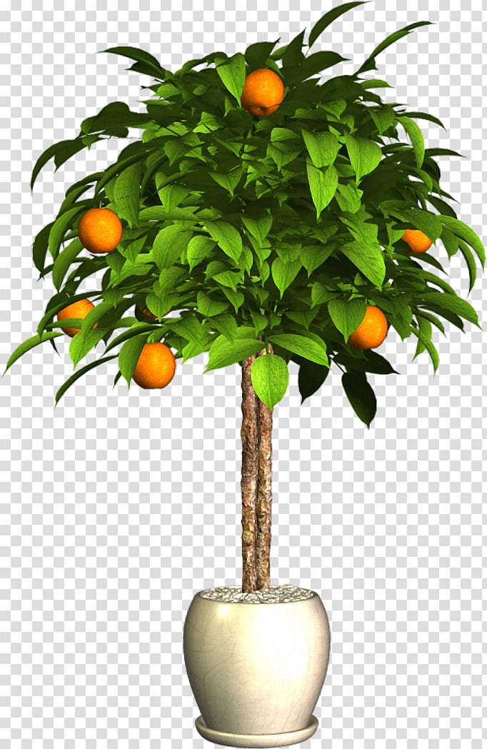 Bitter orange Flowerpot Plant, plant transparent background PNG clipart