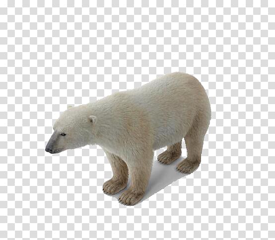 Baby Polar Bear Polar regions of Earth, Polar bear transparent background PNG clipart