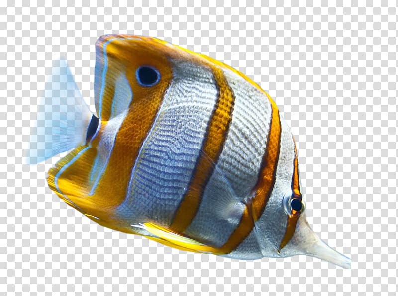 Tropical fish Desktop Ornamental fish, fish transparent background PNG clipart