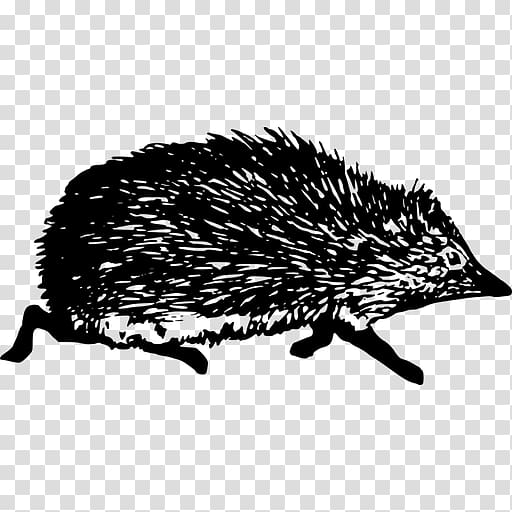 Domesticated hedgehog Echidna Black and white, others transparent background PNG clipart