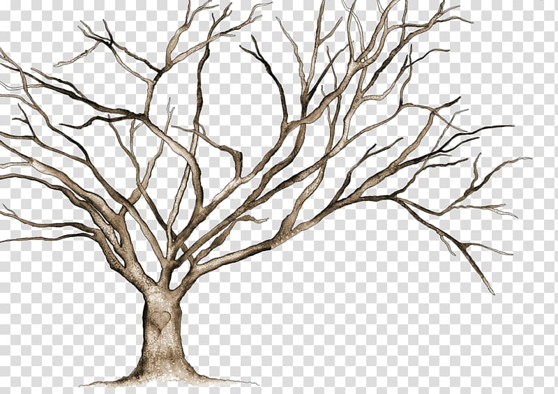 Tree , tree transparent background PNG clipart.