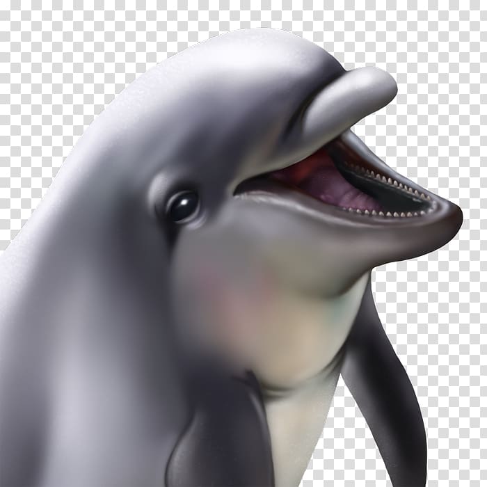 Common bottlenose dolphin Tucuxi Wholphin, dolphin transparent background PNG clipart