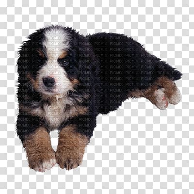 Bernese Mountain Dog Entlebucher Mountain Dog Golden Retriever Puppy Chihuahua, golden retriever transparent background PNG clipart