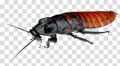Roach transparent background PNG clipart