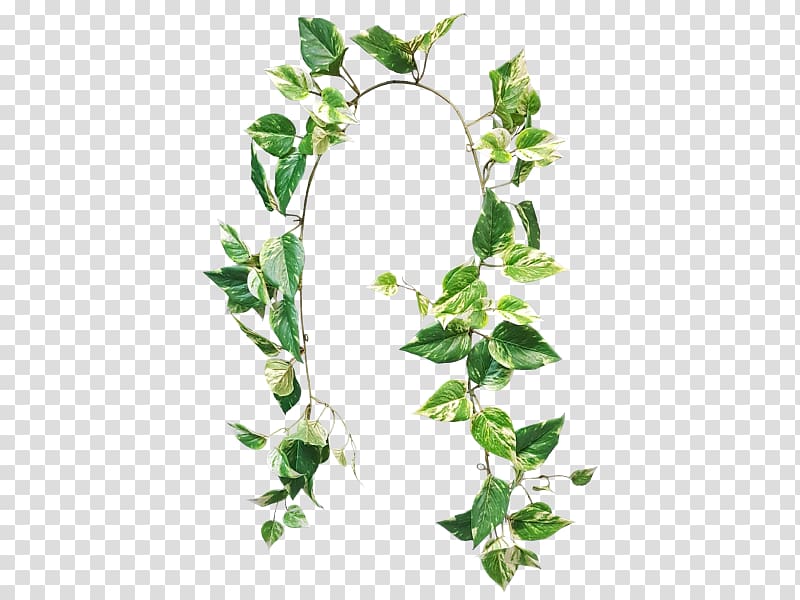 Devil\'s ivy Garland Variegation Flower Plant stem, potted Succulents transparent background PNG clipart