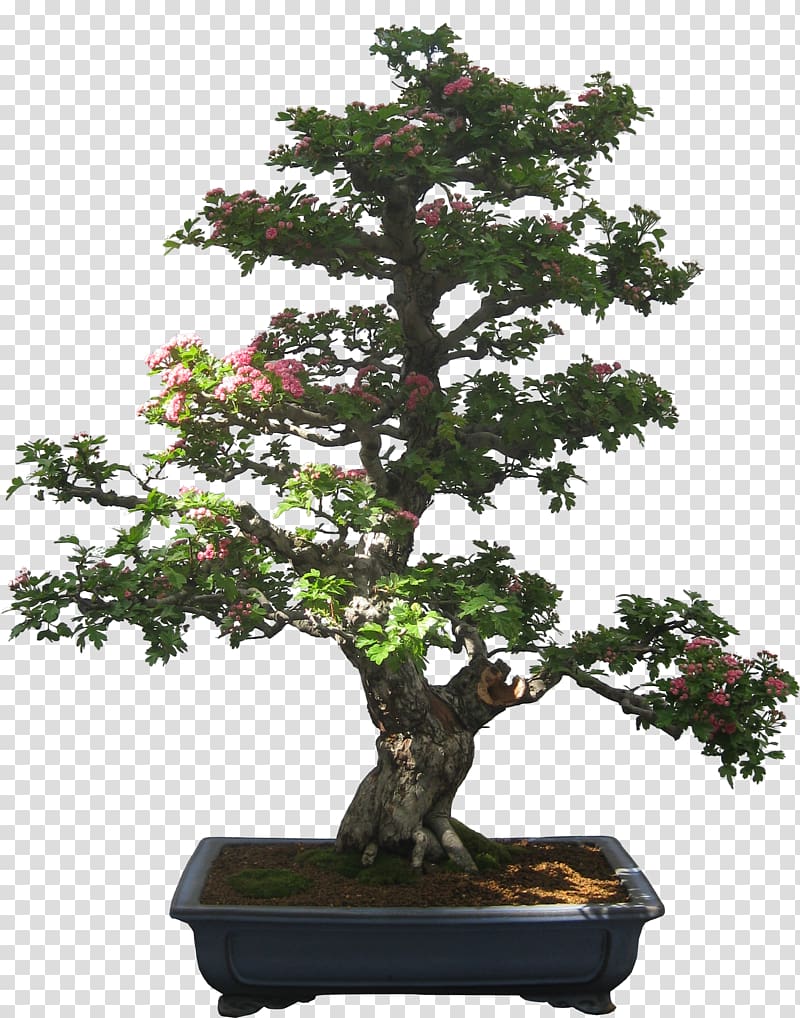 Creating Bonsai , tree transparent background PNG clipart