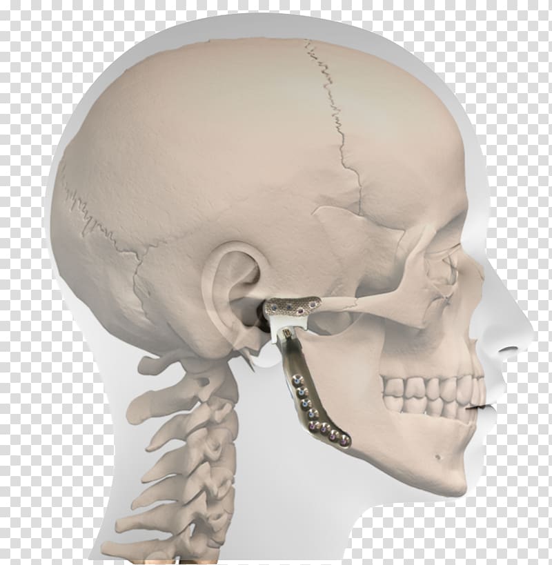 Nose Standard anatomical position Horizontal plane Temporomandibular joint Anatomy, teeth model transparent background PNG clipart