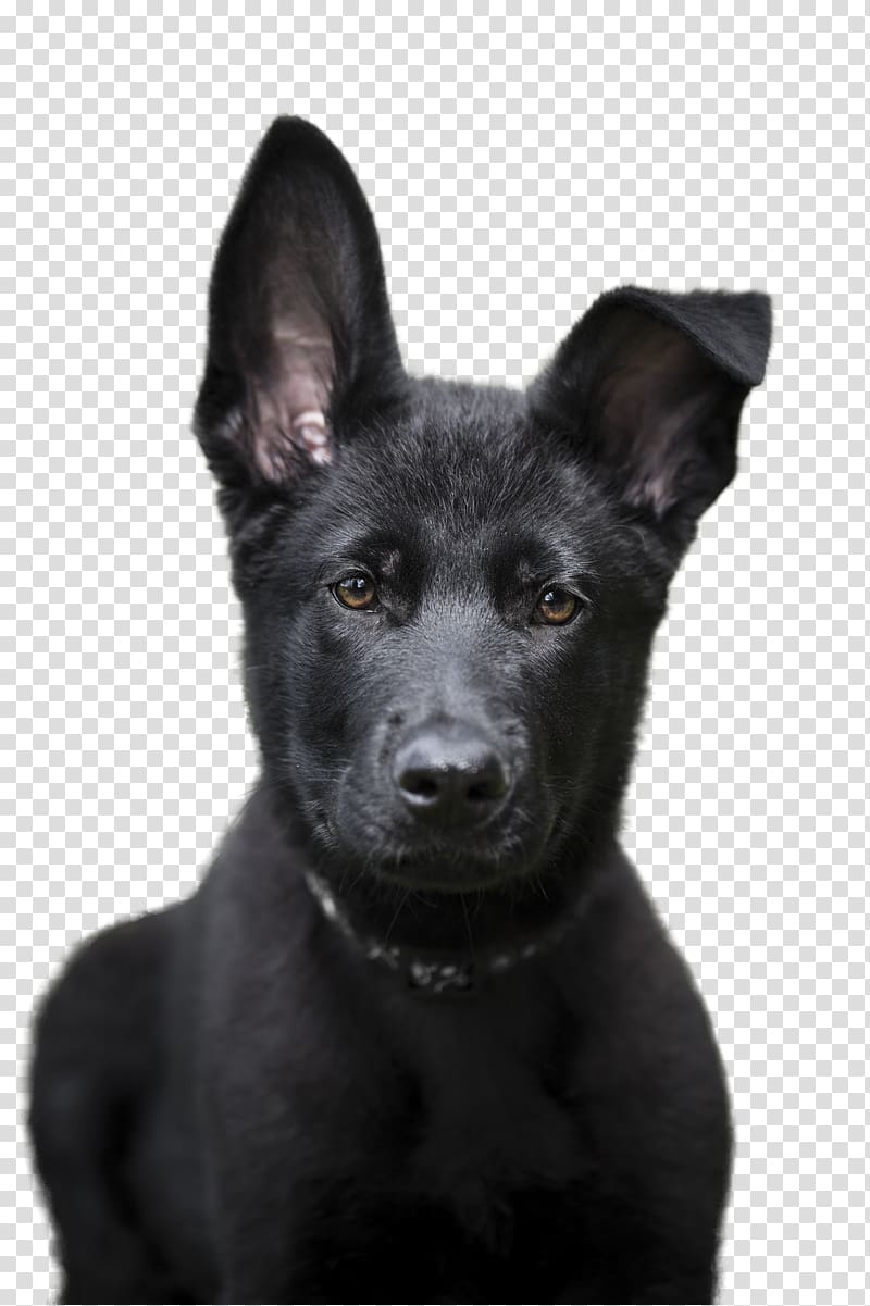 Patterdale Terrier Australian Kelpie Rare breed (dog) Dog breed Sporting Group, All About German Shepherds transparent background PNG clipart