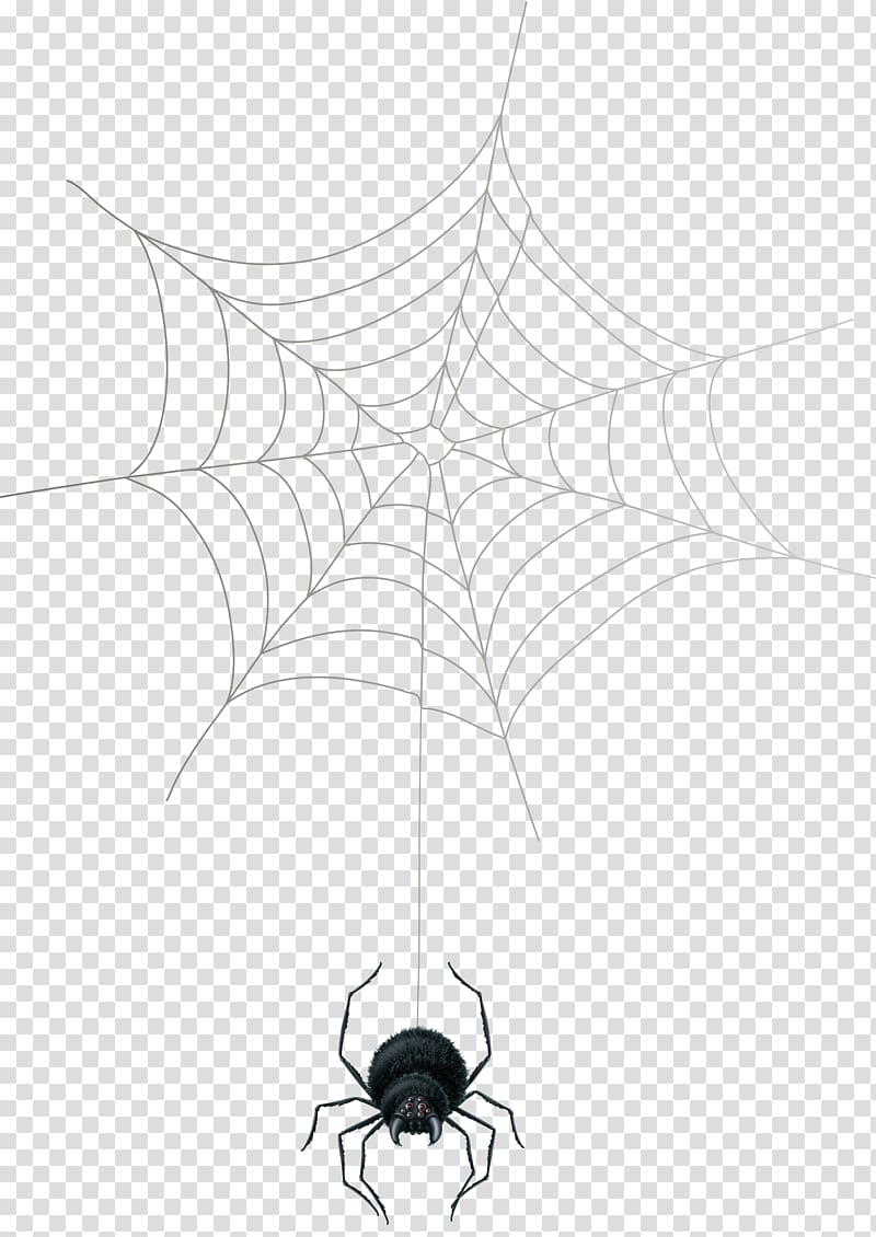 Spider web Theridiidae Arthropod, spider transparent background PNG clipart