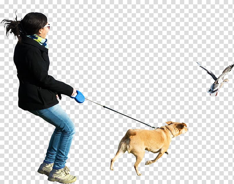 woman holding blue dog retractable leash while dog chasing duck , Dogo Argentino Perro de Presa Canario Dog walking, People transparent background PNG clipart