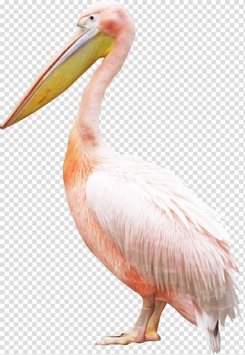 Bird Pelican Crane, flamingo transparent background PNG clipart