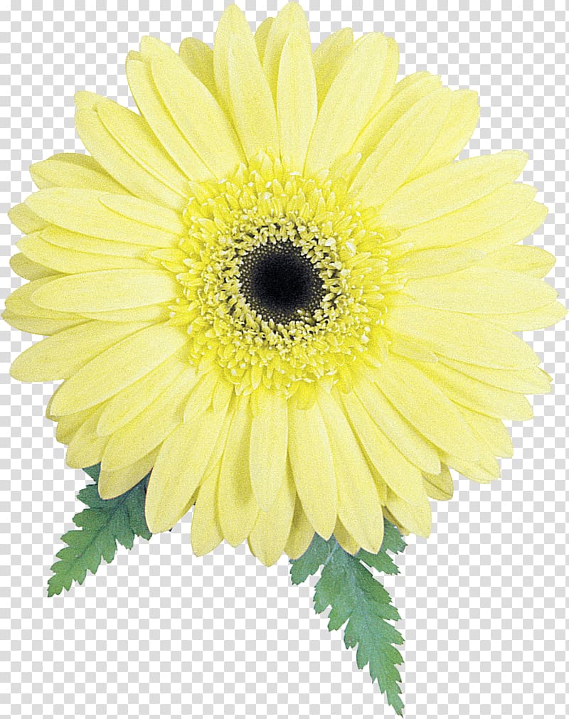 Common daisy Oxeye daisy Marguerite daisy Chrysanthemum Transvaal daisy, chrysanthemum transparent background PNG clipart