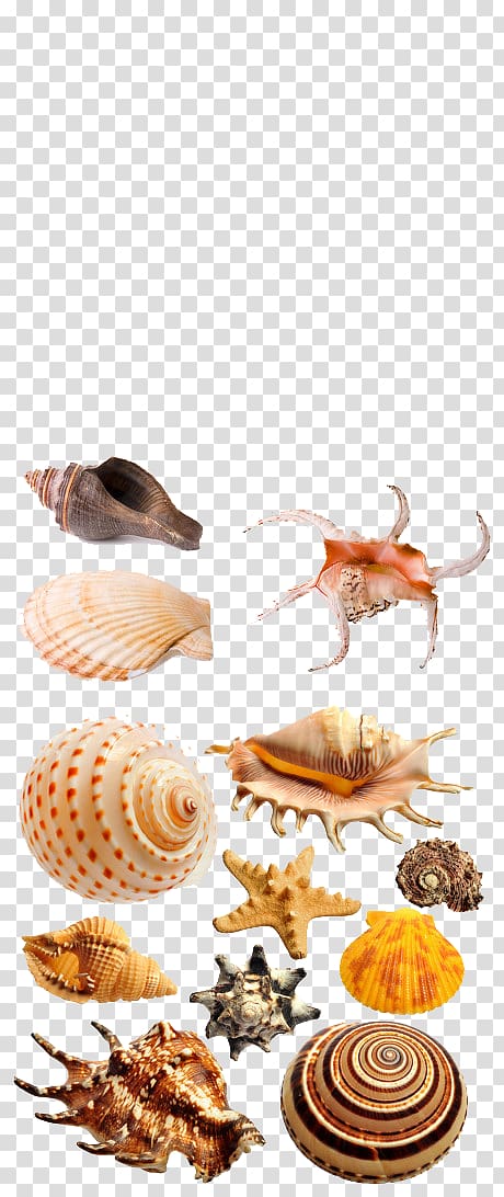 Seashell , Conch shell material transparent background PNG clipart