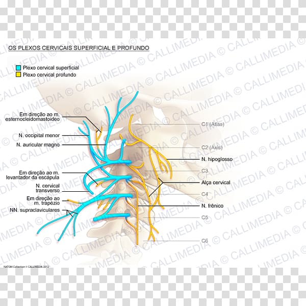 Cervical plexus Cervical vertebrae Ansa cervicalis Great auricular nerve, plexus transparent background PNG clipart