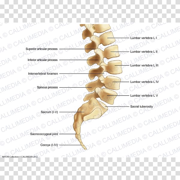 Lumbar vertebrae Vertebral column Spinal cord Cervical vertebrae, Intervertebral Foramen transparent background PNG clipart