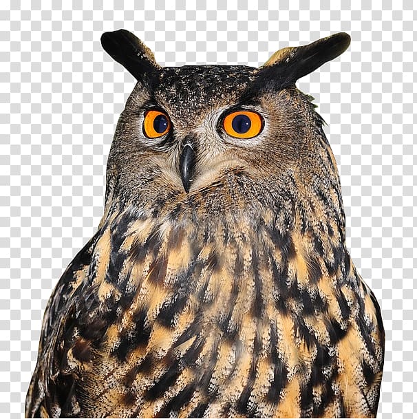 Tawny owl Bird Eurasian eagle-owl Great Horned Owl, owl transparent background PNG clipart