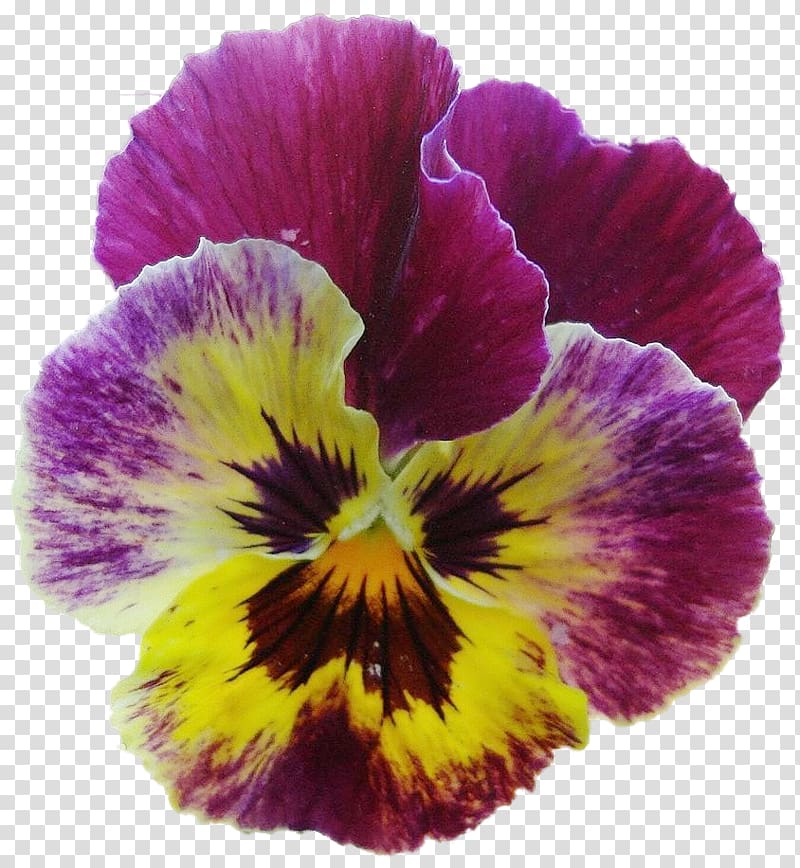 Pansy Violet Petal, violet transparent background PNG clipart