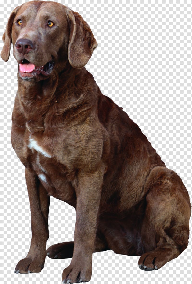 Chesapeake Bay Retriever Puppy Golden Retriever Kitten Boston Terrier, cute dog transparent background PNG clipart