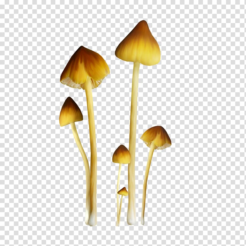 Fungus Edible mushroom Pleurotus eryngii , mushroom transparent background PNG clipart