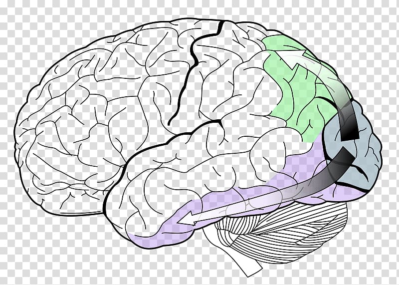 Lobes of the brain Occipital lobe Temporal lobe Visual cortex, .vision transparent background PNG clipart