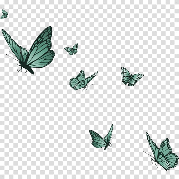 Butterfly Metamorphosis Desktop , butterfly transparent background PNG clipart