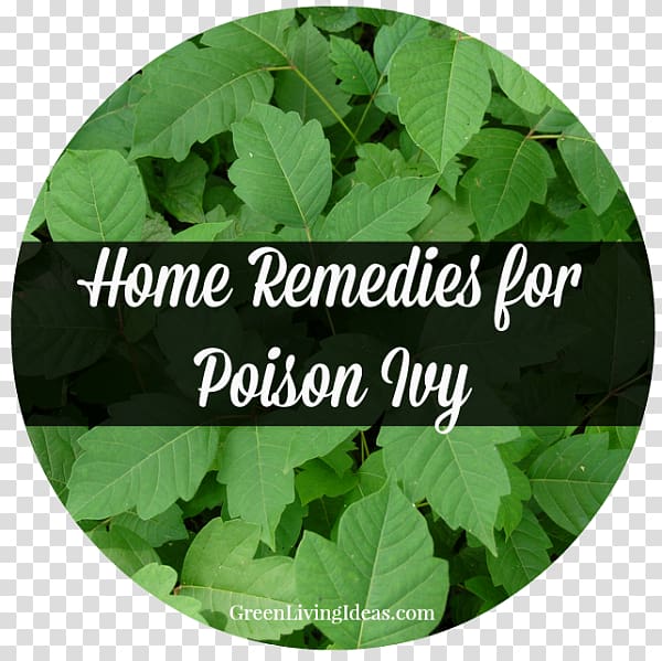 Poison ivy Pacific poison oak Poison sumac, allergy transparent background PNG clipart