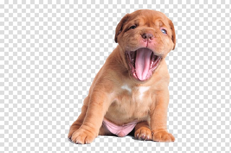 Dogue de Bordeaux Puppy Cane Corso Boxer, puppy transparent background PNG clipart