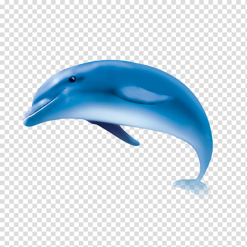 Common bottlenose dolphin Short-beaked common dolphin Tucuxi Wholphin, dolphin transparent background PNG clipart