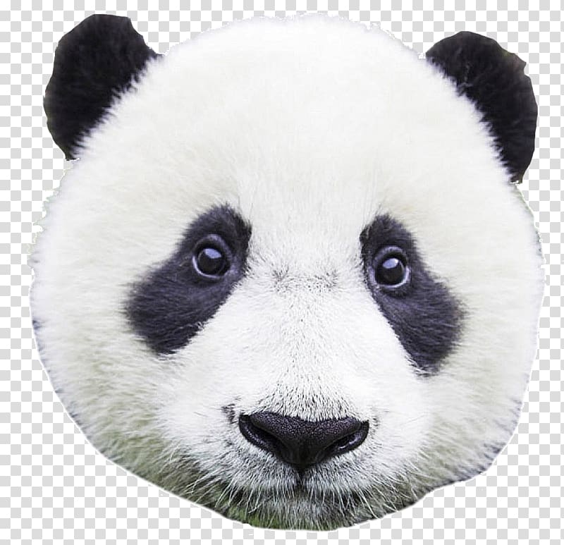 Chengdu Research Base of Giant Panda Breeding Bear Baby Pandas Pretty Panda Newborn Baby, panda transparent background PNG clipart