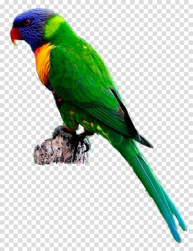 Budgerigar Parrot Bird Rainbow lorikeet , parrot transparent background PNG clipart