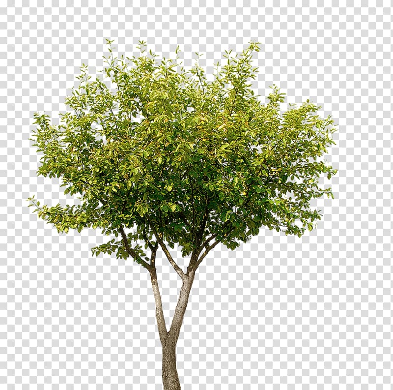 green leafed tree, Tree Landscape architecture, arboles transparent background PNG clipart