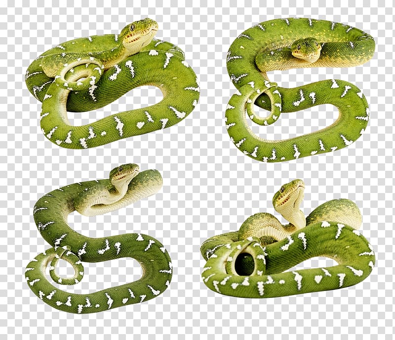 Smooth green snake , Green snakes transparent background PNG clipart