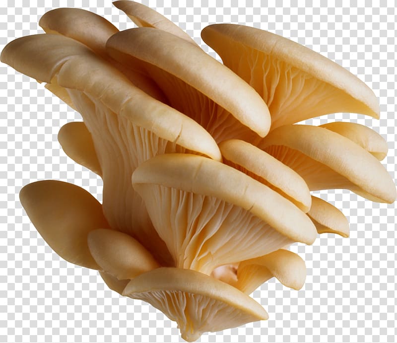 Common mushroom Oyster Mushroom, White mushrooms transparent background PNG clipart
