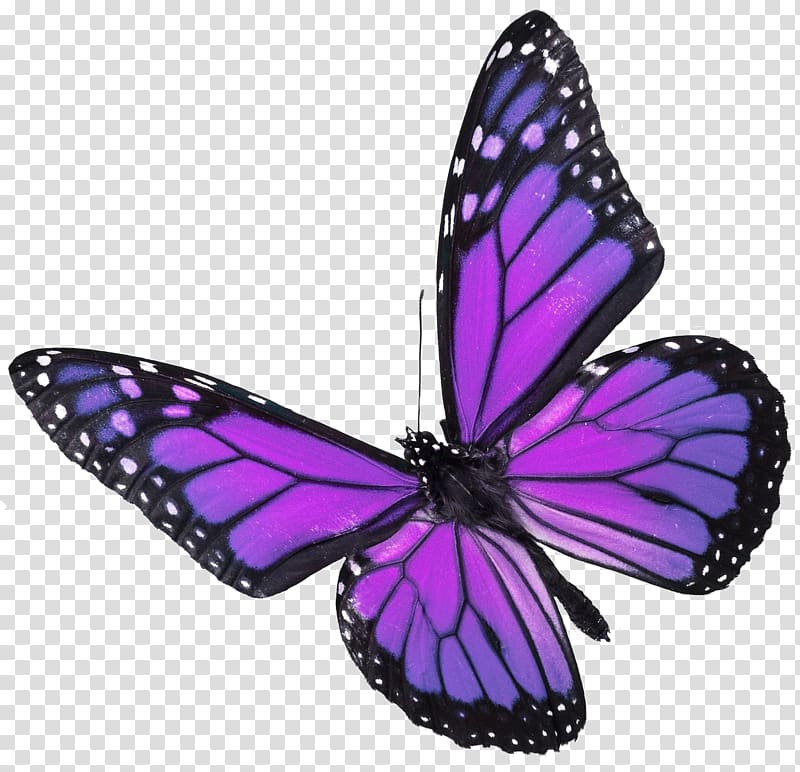 purple and green butterfly clipart