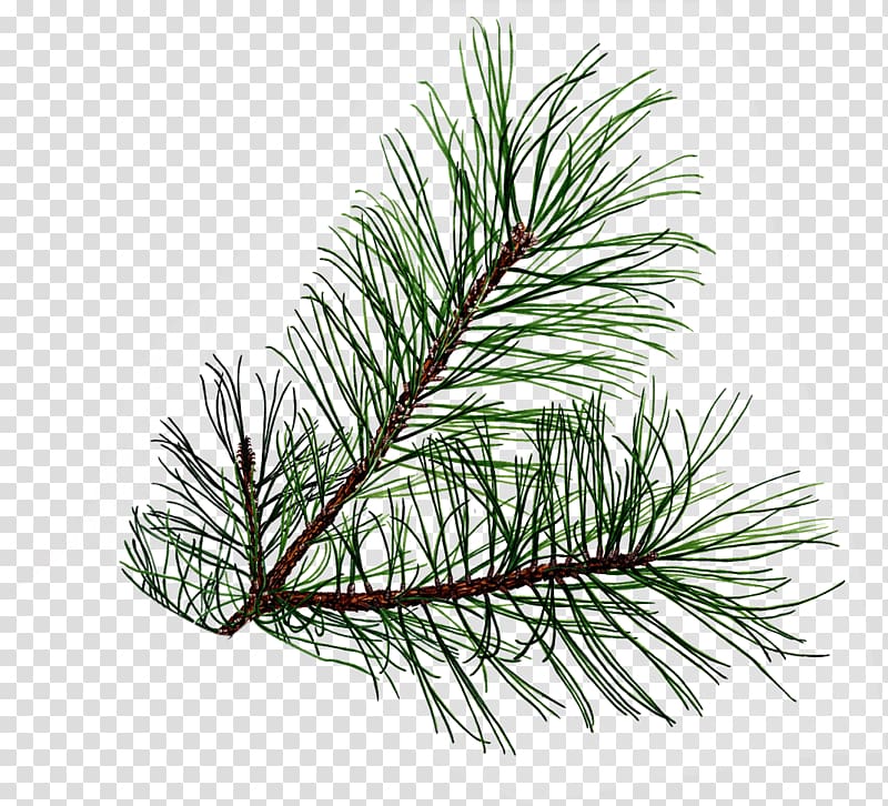 Leaf Tree Conifer cone Pinus palustris , Pine Free transparent background PNG clipart
