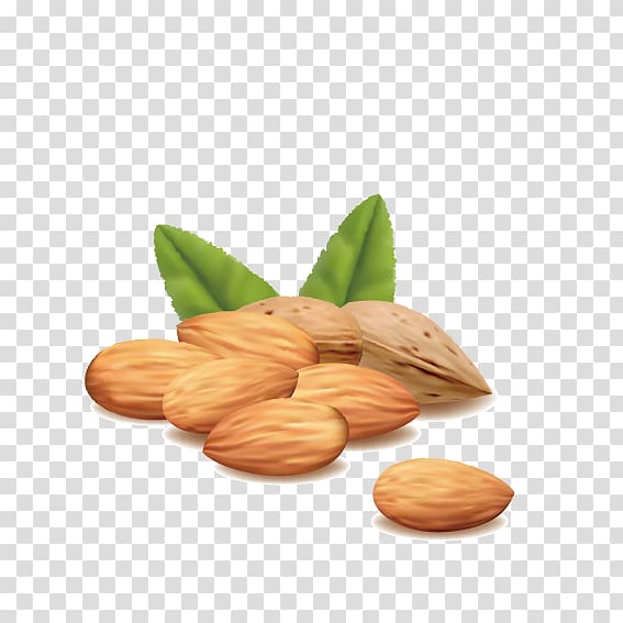 Hazelnut Almond , Nutritious almonds transparent background PNG clipart
